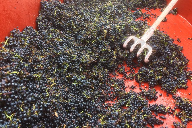 Macon & Beaujolais Wine Tour (9:00 Am to 5:15 Pm) - Small Group Tour From Lyon - The Sum Up