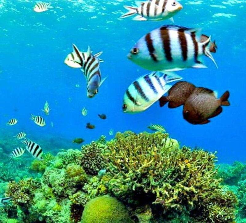 Mactan: Cebu Island Hopping Boat Tour with Lunch - A Complete Guide to the Mactan Island-Hopping Experience