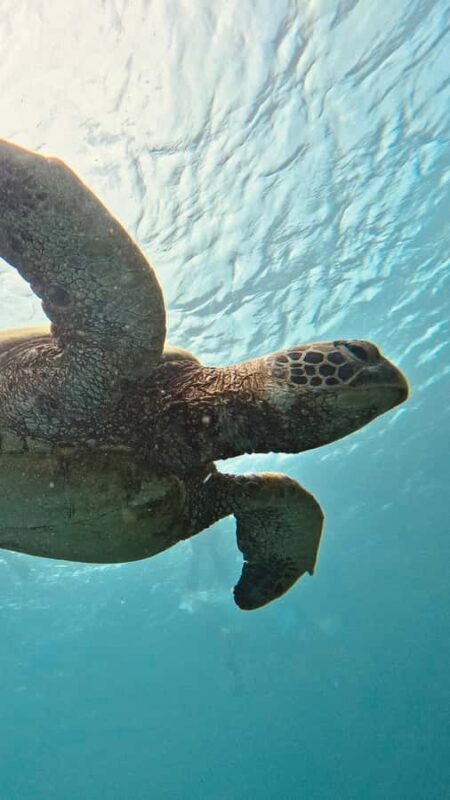 Mactan: Freediving and Island Hopping with lunch - Why This Tour Works