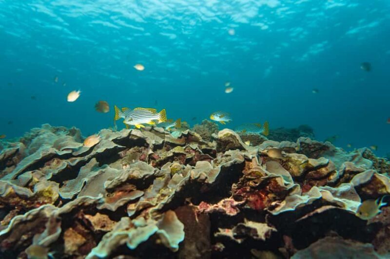 Mactan: Freediving and Island Hopping with lunch - Who Should Consider This Tour?