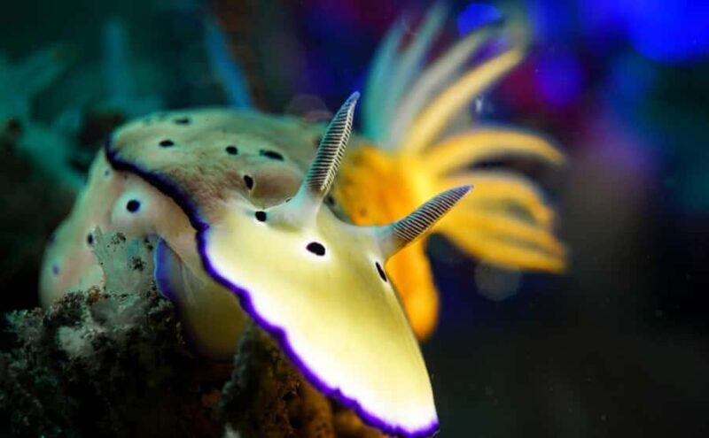 Mactan: Freediving and Island Hopping with lunch - Final Thoughts