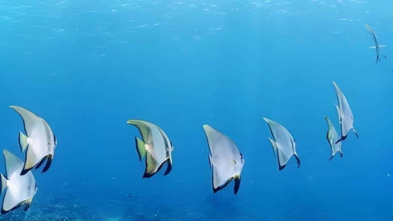 Mactan Island Hopping Gilutungan, Caohagan, Nalusuan + Lunch - Good To Know