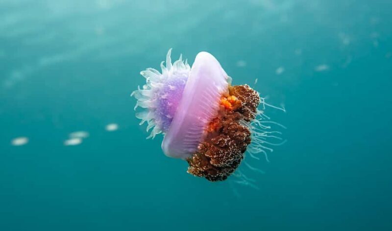 Mactan Sanctuary: Discover Scuba Diving, Island Hop, & Lunch - FAQs