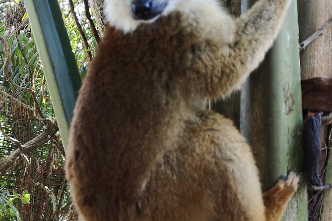 Madagascar Wildlife Tour 14D/13N - Tour Inclusions and Exclusions