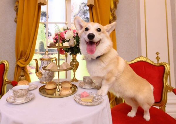 Madame Tussauds London - Common Questions