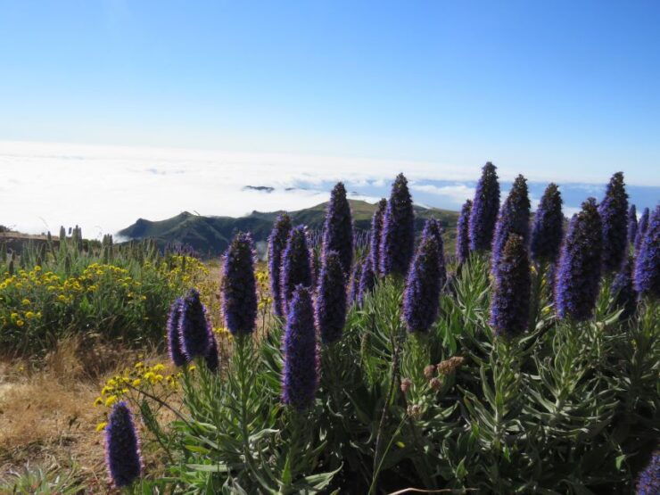 Madeira : 3 Peaks, Pico Arieiro, Das Torres, Ruivo Trek - Trekking Highlights