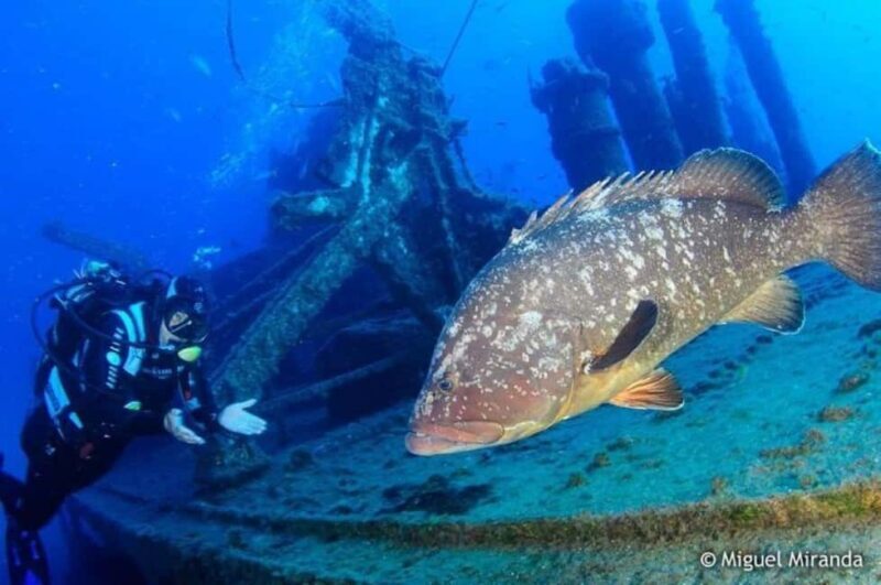 Madeira: 4-hour Scuba Dive from Porto Santo Island - Good To Know