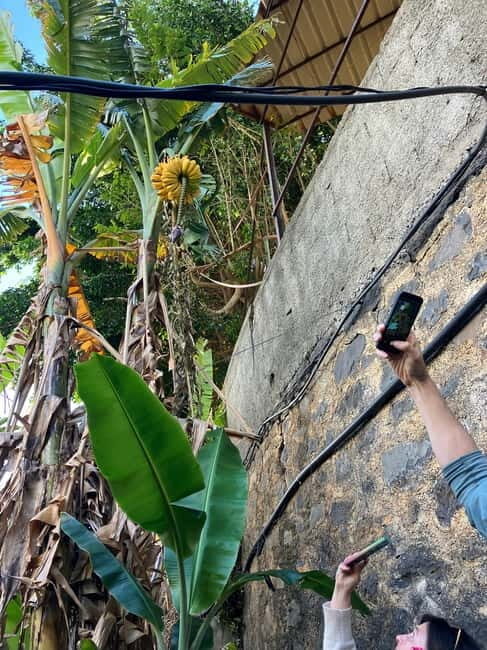 Madeira: Banana Plantation Guided Tour with Tasting - What to Expect from the Madeira Banana Plantation Tour
