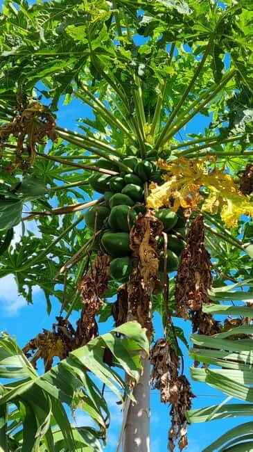 Madeira: Banana Plantation Guided Tour with Tasting - The Itinerary Breakdown