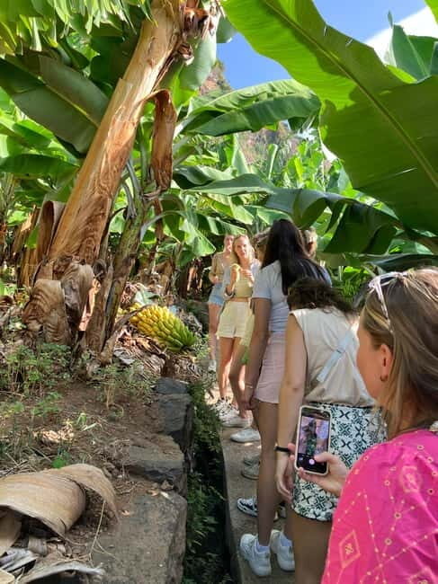 Madeira: Banana Plantation Guided Tour with Tasting - Practical Details for Travelers