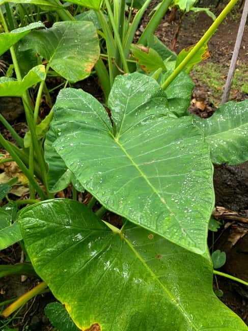 Madeira: Banana Plantation Guided Tour with Tasting - The Value of This Tour