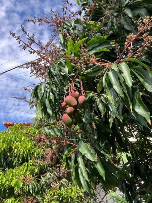 Madeira: Banana Plantation Guided Tour with Tasting - Who Should Do This Tour?