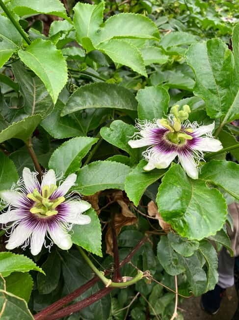 Madeira: Banana Plantation Guided Tour with Tasting - The Sum Up: Is It Worth It?