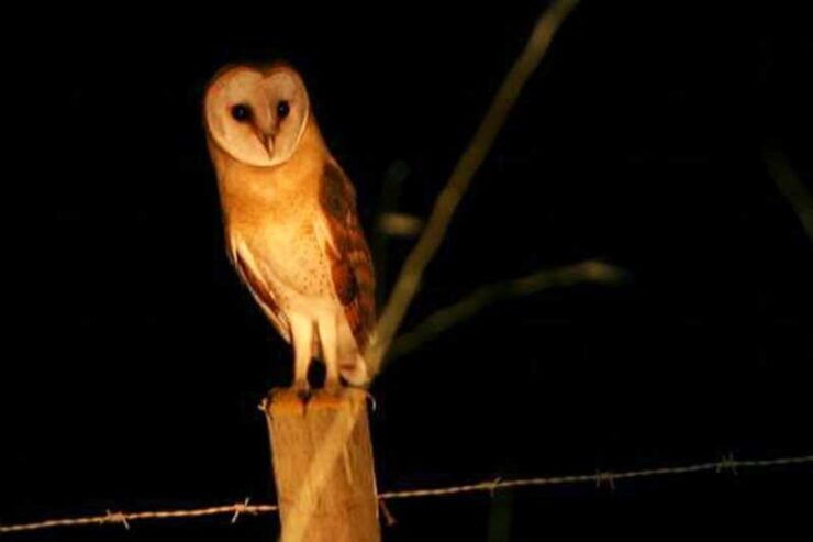 Madeira: Barn Owl Watching - Good To Know