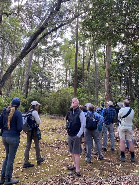 Madeira: Barn Owl Watching - Participant Guidelines