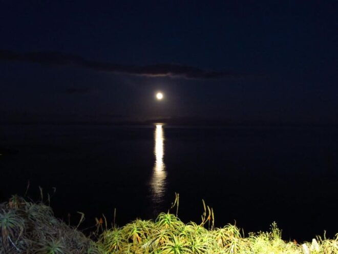 Madeira: Barn Owl Watching - Additional Details