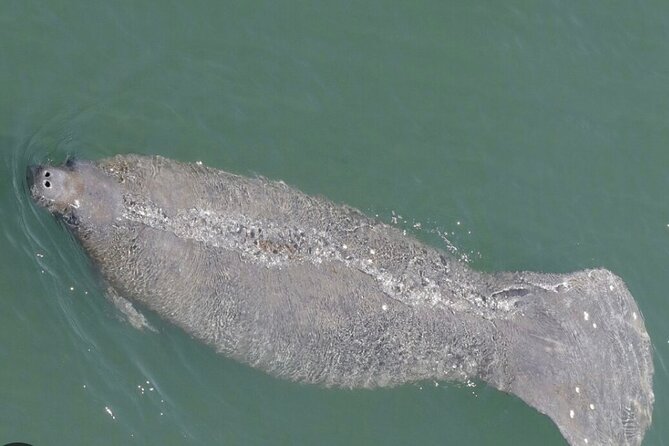 Madeira Beach and Shell Key Preserve Half Day Private Boat Tour - Expert Guide and Captain