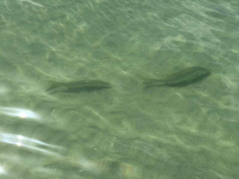 Madeira Beach: Egmont Key Snorkeling and Dolphin Cruise - Good To Know