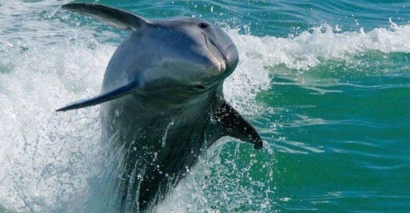 Madeira Beach: Egmont Key Snorkeling and Dolphin Cruise - Detailed Breakdown of the Experience