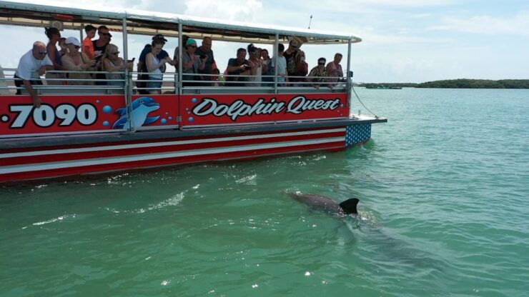 Madeira Beach: Guided Dolphin Watching Eco-Friendly Cruise - Eco-Friendly Dolphin Watching Experience
