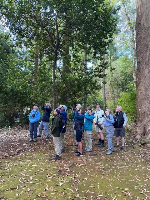 Madeira: Birdwatching - The Endemics - Good To Know