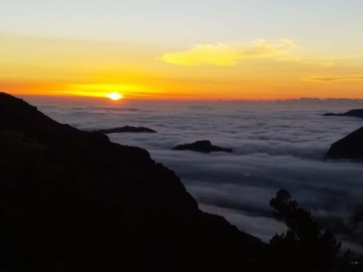 Madeira: Birdwatching - The Endemics - Experience Highlights