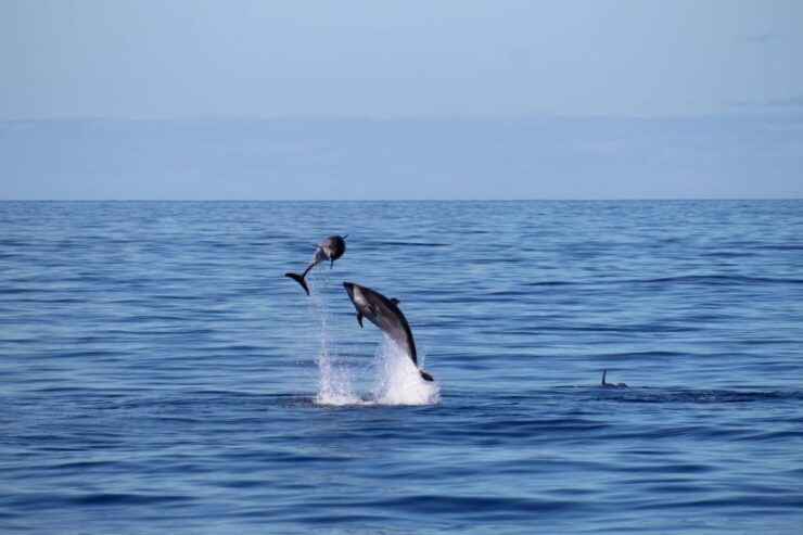 Madeira: Boat Trip With Lunch, Drinks and Snorkel - Includes