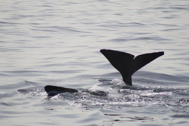Madeira: Boat Trip With Lunch, Drinks and Snorkel - Customer Reviews