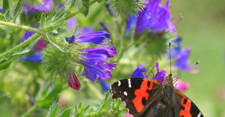 Madeira: Butterfly Watching - Booking Information