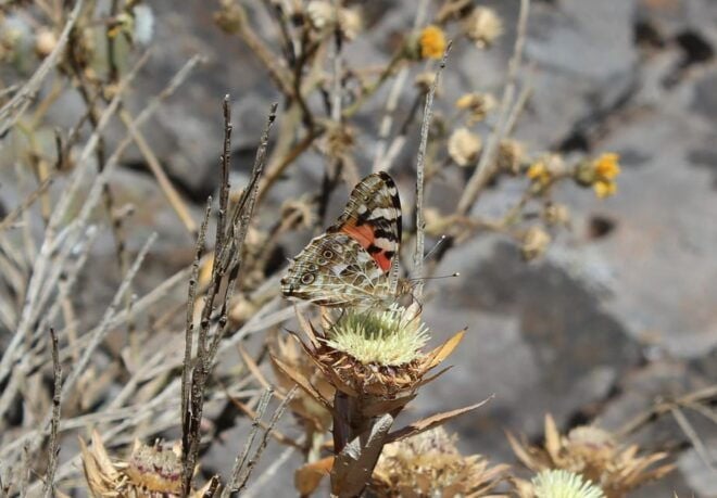 Madeira: Butterfly Watching - Experience Highlights
