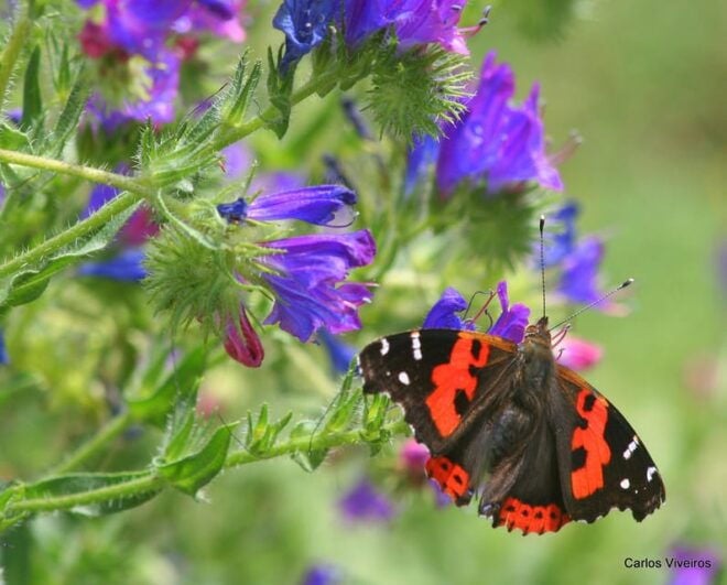Madeira: Butterfly Watching - Transport and Additional Information