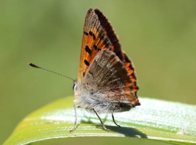 Madeira: Butterfly Watching - Rare Butterfly Species