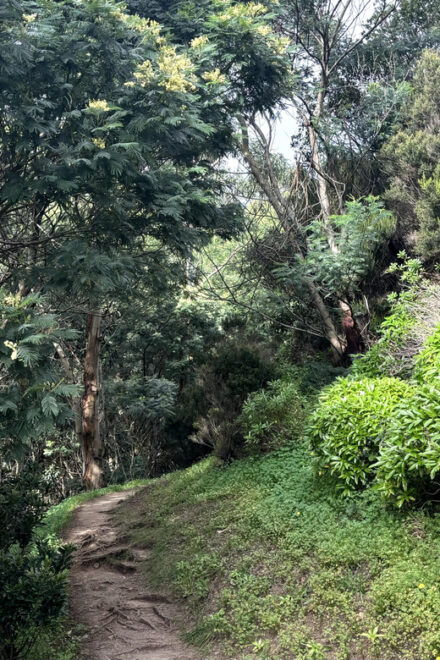 Madeira: Cliff Hanger Vereda Larano Hike Machico - Included Services