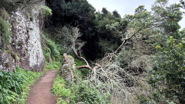 Madeira: Cliff Hanger Vereda Larano Hike Machico - Hike Difficulty and Precautions