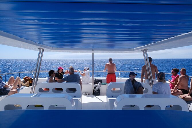 Madeira Dolphin and Whale Watching on a Ecological Catamaran - Expert Crew and Customer Reviews