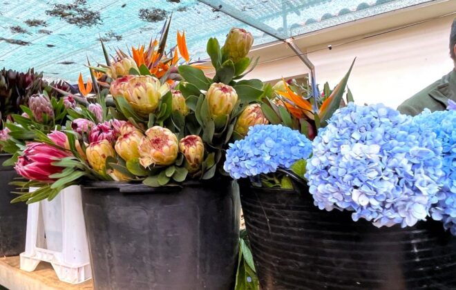 Madeira: East Santana, Sao Lourenço & Local Farmers Market - The Sum Up