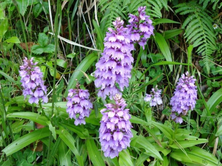 Madeira: Endemic Flora - Good To Know