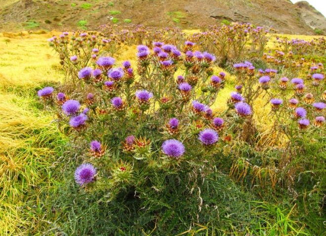 Madeira: Endemic Flora - Exploring Diverse Plant Communities