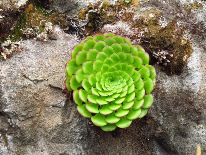 Madeira: Endemic Flora - Visiting Observation Spots