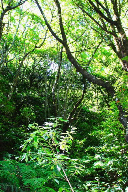 Madeira: Endemic Flora - Naturalist Guide Expertise