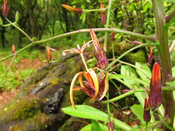 Madeira: Endemic Flora - First-Time Visitor Ideal