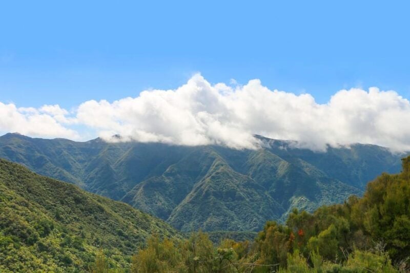 Madeira: Fanal and Seixal Beach Guided Tour - What Makes This Tour Stand Out?