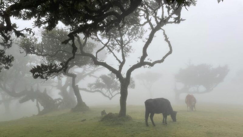 Madeira: Fanal Forest and Cabo Girão for Cruise Ship - Good To Know