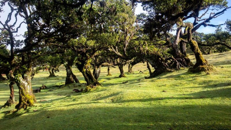 Madeira: Fanal Forest and Cabo Girão for Cruise Ship - Transportation and Group Size