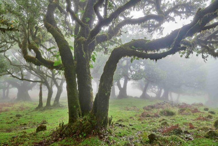 Madeira: Fanal Forest and Cabo Girão for Cruise Ship - Practical Tips for Participants