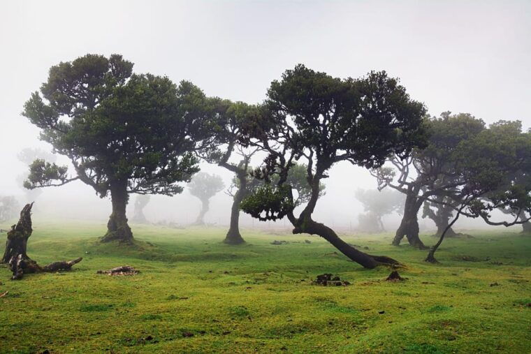 Madeira: Fanal Forest and Cabo Girão for Cruise Ship - Final Thoughts