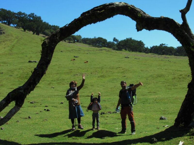 Madeira: Fanal Forest Guided Hiking Tour - Good To Know