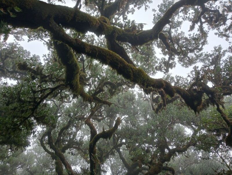 Madeira: Fanal Forest Guided Hiking Tour - Who Will Love This Tour?