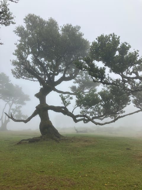 Madeira: Fanal Forest Tree Connection Ceremony & Picnic - Frequently Asked Questions