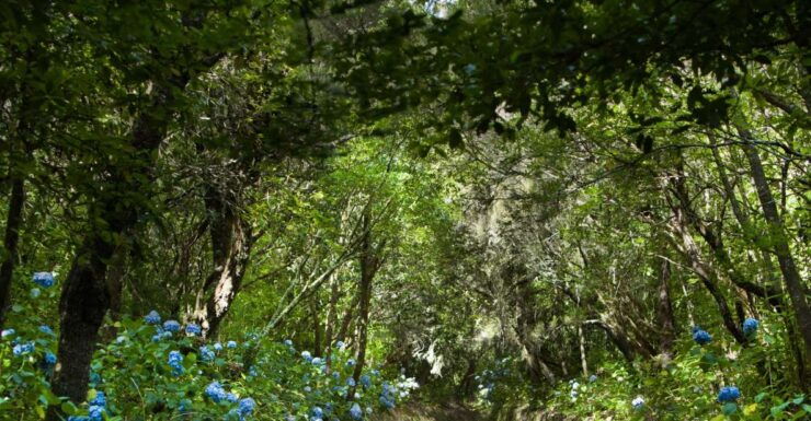 Madeira: Full-Day Laurel Forest Guided Walking Tour - Activity Details and Options